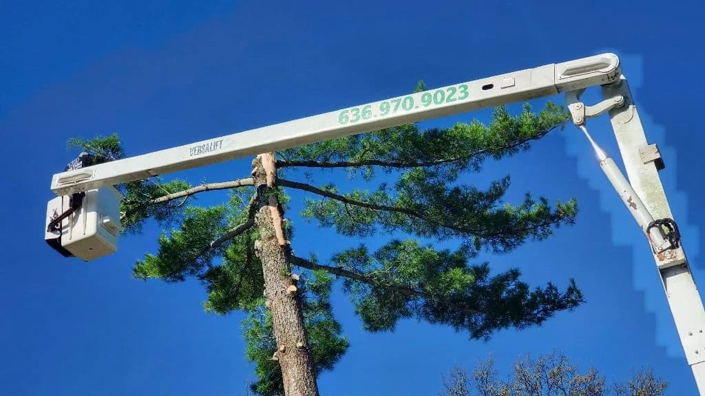 B. Woody's bucket truck extending into a large pine tree for safe, professional trimming work